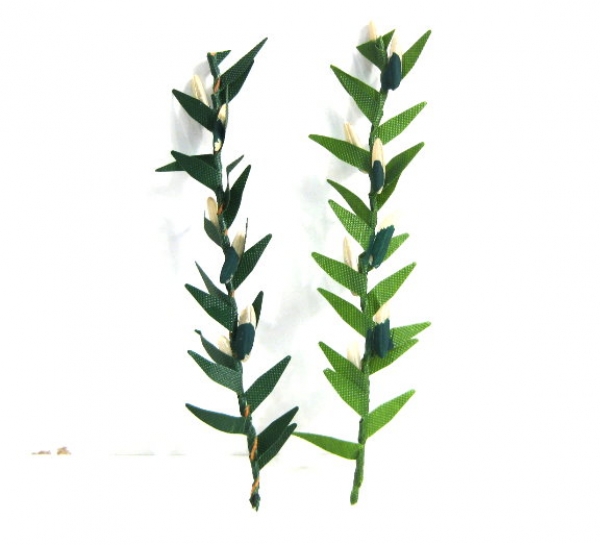 Maispflanze 6-7 cm hoch